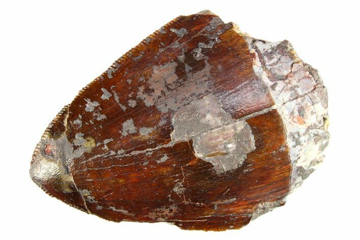 Serrated, Fossil Phytosaur (Redondasaurus) Tooth - New Mexico #284264